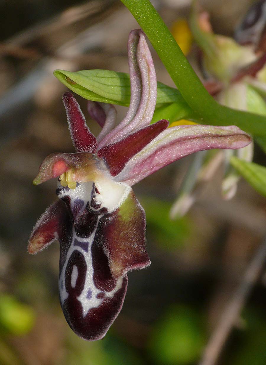 Ophrys cretica ssp bicornuta